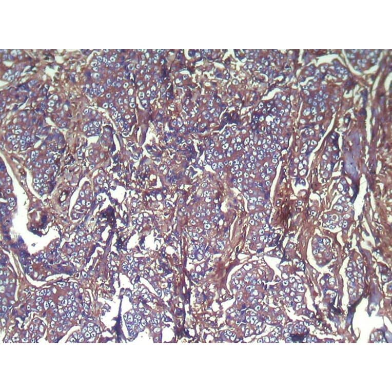 Immunohistochemistry - VPS28 Antibody from Signalway Antibody (42836) - Antibodies.com