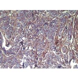 Immunohistochemistry - VPS28 Antibody from Signalway Antibody (42836) - Antibodies.com