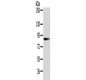 VPS35 Antibody from Signalway Antibody (42841) - Antibodies.com