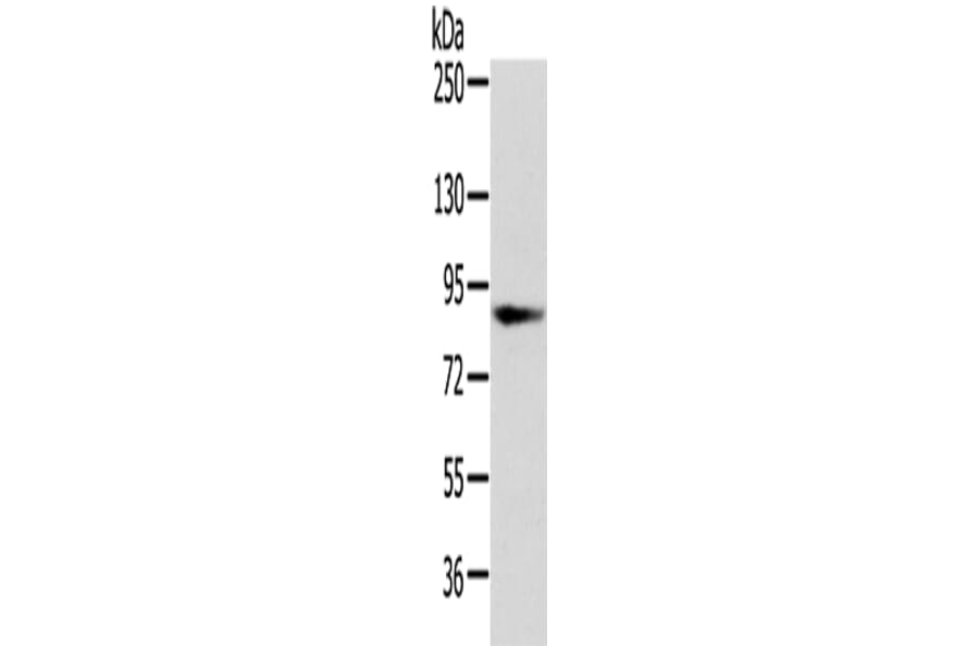VPS35 Antibody from Signalway Antibody (42841) - Antibodies.com