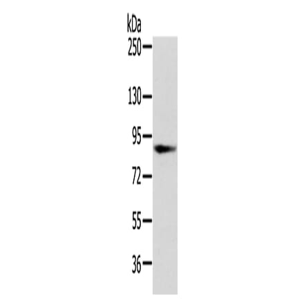 VPS35 Antibody from Signalway Antibody (42841) - Antibodies.com