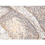 Immunohistochemistry - VPS35 Antibody from Signalway Antibody (42841) - Antibodies.com