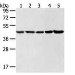 WDR77 Antibody from Signalway Antibody (42856) - Antibodies.com