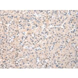 Immunohistochemistry - WDR77 Antibody from Signalway Antibody (42856) - Antibodies.com