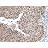 Immunohistochemistry - WDR77 Antibody from Signalway Antibody (42856) - Antibodies.com