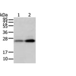 WFDC5 Antibody from Signalway Antibody (42857) - Antibodies.com