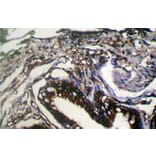 Immunohistochemistry - WFDC5 Antibody from Signalway Antibody (42857) - Antibodies.com
