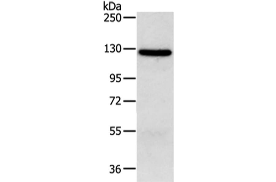 MORC2 Antibody from Signalway Antibody (42867) - Antibodies.com