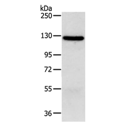 MORC2 Antibody from Signalway Antibody (42867) - Antibodies.com