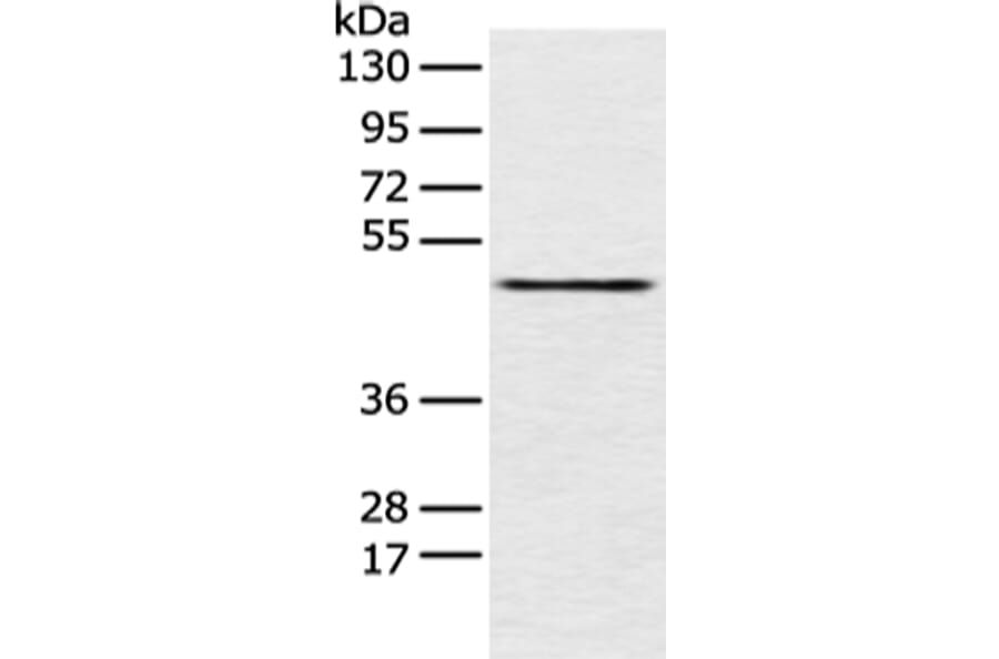 PCID2 Antibody from Signalway Antibody (42887) - Antibodies.com