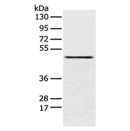 PCID2 Antibody from Signalway Antibody (42887) - Antibodies.com