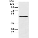 PCID2 Antibody from Signalway Antibody (42887) - Antibodies.com