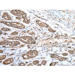 Immunohistochemistry - ACBD4 Antibody from Signalway Antibody (42905) - Antibodies.com