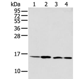MMGT1 Antibody from Signalway Antibody (42906) - Antibodies.com