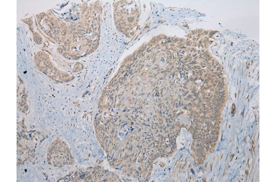 Immunohistochemistry - ITLN2 Antibody from Signalway Antibody (42927) - Antibodies.com