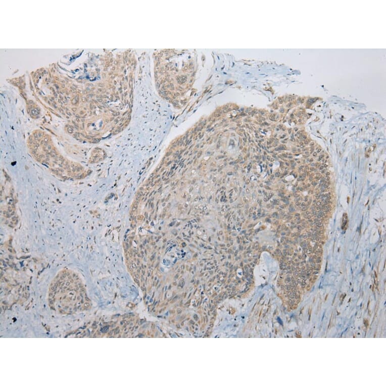 Immunohistochemistry - ITLN2 Antibody from Signalway Antibody (42927) - Antibodies.com