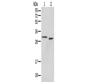 PSMF1 Antibody from Signalway Antibody (42932) - Antibodies.com