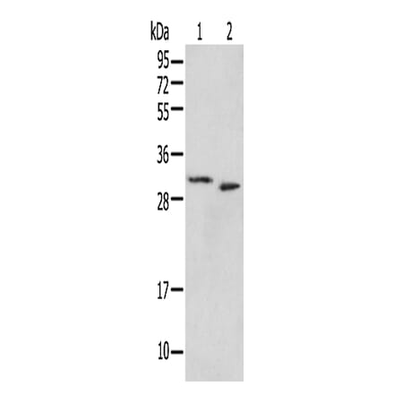 PSMF1 Antibody from Signalway Antibody (42932) - Antibodies.com