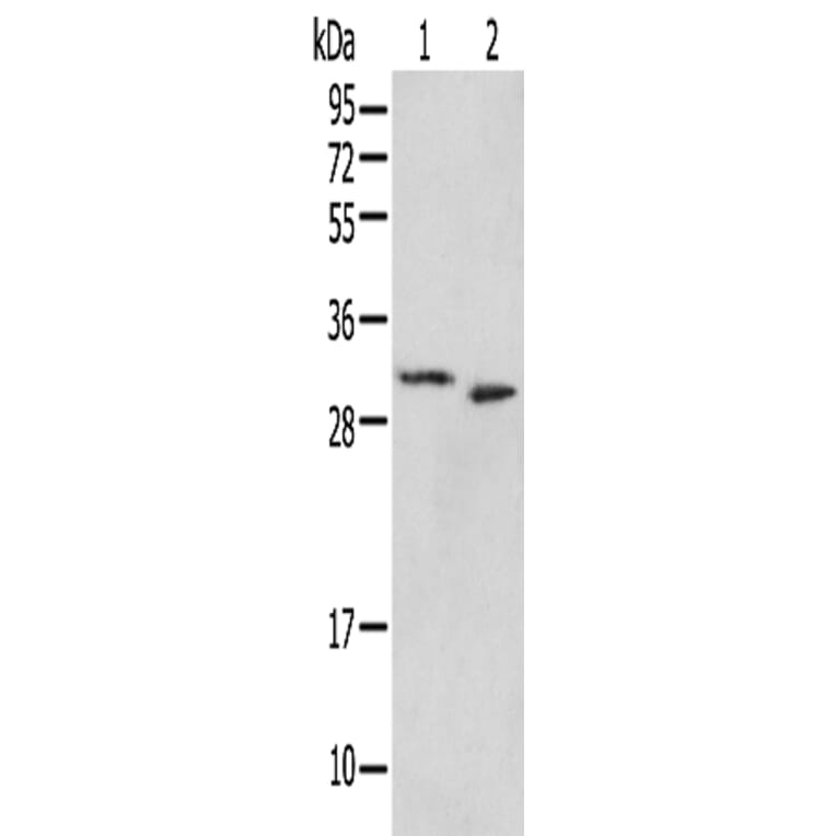 PSMF1 Antibody from Signalway Antibody (42932) - Antibodies.com
