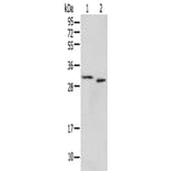 PSMF1 Antibody from Signalway Antibody (42932) - Antibodies.com