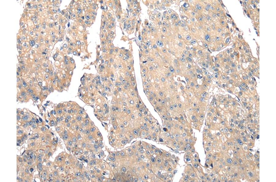 Immunohistochemistry - PSMF1 Antibody from Signalway Antibody (42932) - Antibodies.com