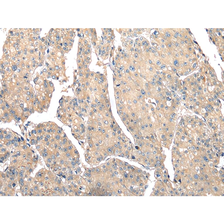 Immunohistochemistry - PSMF1 Antibody from Signalway Antibody (42932) - Antibodies.com