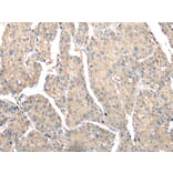 Immunohistochemistry - PSMF1 Antibody from Signalway Antibody (42932) - Antibodies.com
