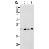 SPCS2 Antibody from Signalway Antibody (42942) - Antibodies.com