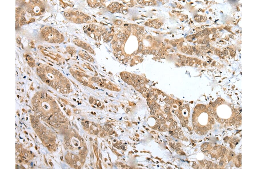 Immunohistochemistry - SPCS2 Antibody from Signalway Antibody (42942) - Antibodies.com