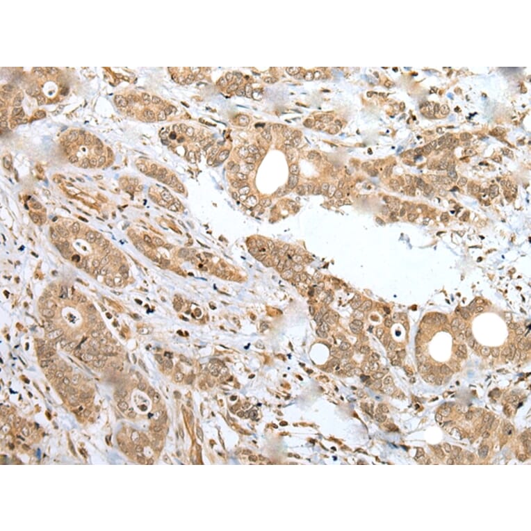 Immunohistochemistry - SPCS2 Antibody from Signalway Antibody (42942) - Antibodies.com