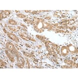 Immunohistochemistry - SPCS2 Antibody from Signalway Antibody (42942) - Antibodies.com