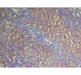 Immunohistochemistry - NUDT2 Antibody from Signalway Antibody (42947) - Antibodies.com