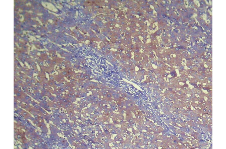 Immunohistochemistry - NUDT2 Antibody from Signalway Antibody (42947) - Antibodies.com