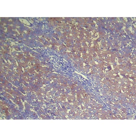 Immunohistochemistry - NUDT2 Antibody from Signalway Antibody (42947) - Antibodies.com