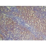Immunohistochemistry - NUDT2 Antibody from Signalway Antibody (42947) - Antibodies.com