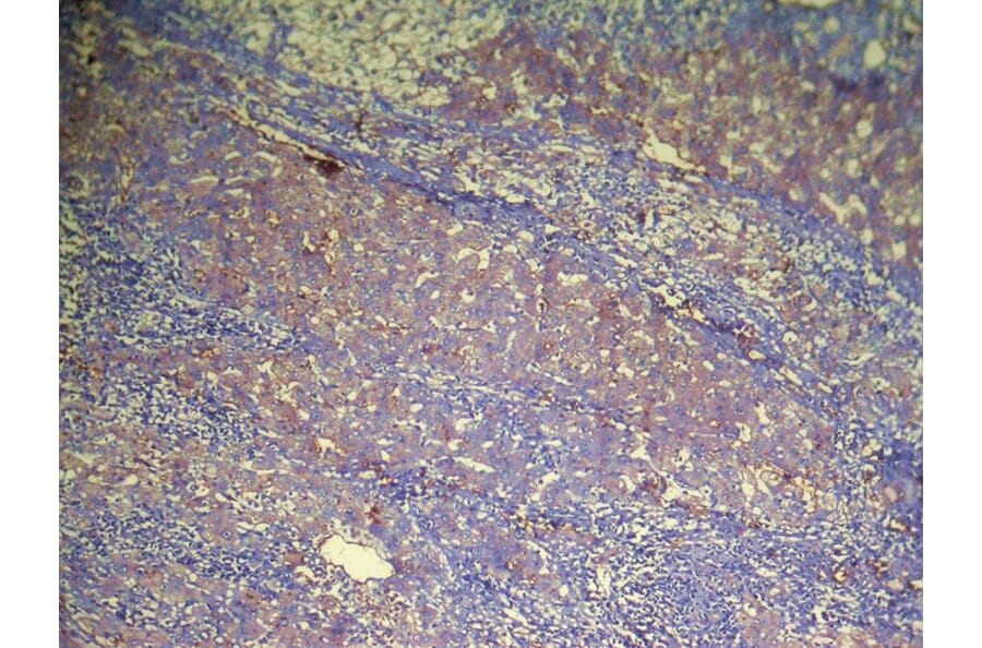 Immunohistochemistry - DHRSX Antibody from Signalway Antibody (42957) - Antibodies.com