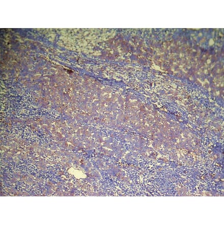 Immunohistochemistry - DHRSX Antibody from Signalway Antibody (42957) - Antibodies.com