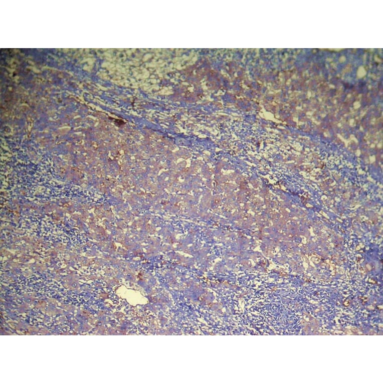 Immunohistochemistry - DHRSX Antibody from Signalway Antibody (42957) - Antibodies.com