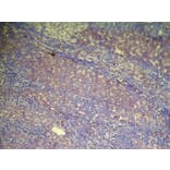 Immunohistochemistry - DHRSX Antibody from Signalway Antibody (42957) - Antibodies.com