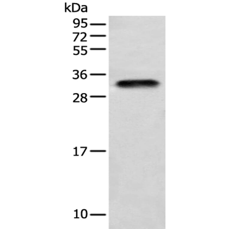 LYPD4 Antibody from Signalway Antibody (42972) - Antibodies.com
