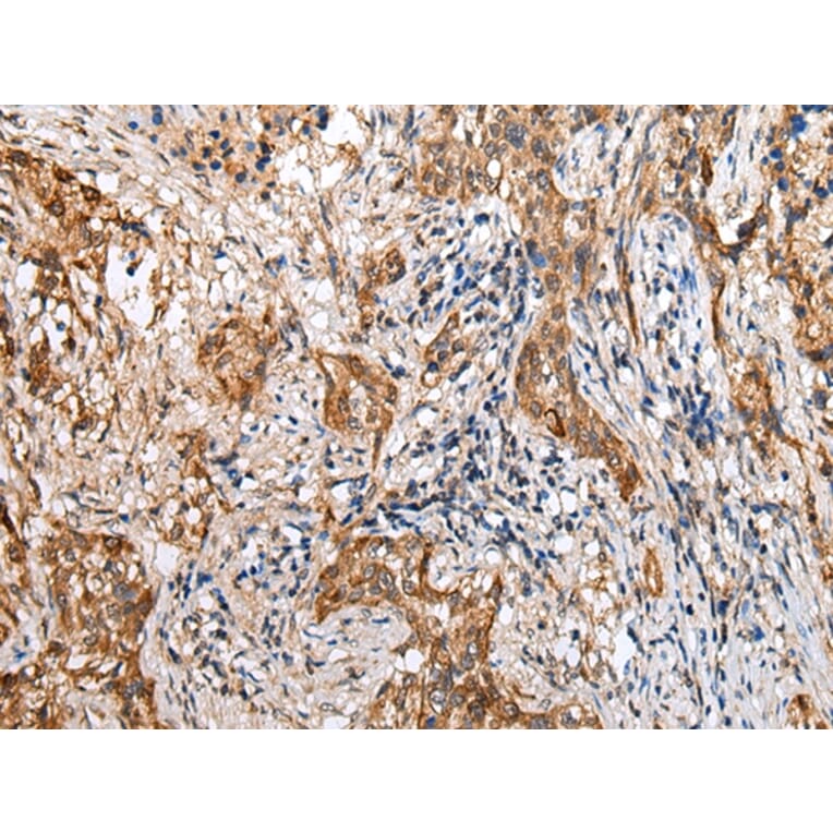 Immunohistochemistry - LYPD4 Antibody from Signalway Antibody (42972) - Antibodies.com