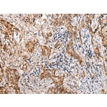 Immunohistochemistry - LYPD4 Antibody from Signalway Antibody (42972) - Antibodies.com