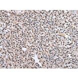 Immunohistochemistry - PTBP1 Antibody from Signalway Antibody (43006) - Antibodies.com
