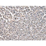 Immunohistochemistry - PTBP1 Antibody from Signalway Antibody (43006) - Antibodies.com