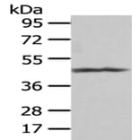 PTGIR Antibody from Signalway Antibody (43008) - Antibodies.com