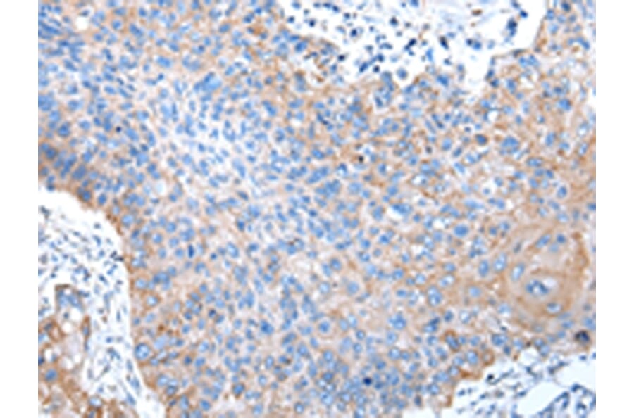 Immunohistochemistry - PTGIR Antibody from Signalway Antibody (43008) - Antibodies.com