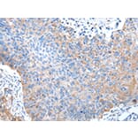 Immunohistochemistry - PTGIR Antibody from Signalway Antibody (43008) - Antibodies.com