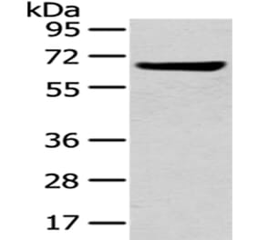 U2AF2 Antibody from Signalway Antibody (43012) - Antibodies.com