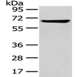 U2AF2 Antibody from Signalway Antibody (43012) - Antibodies.com