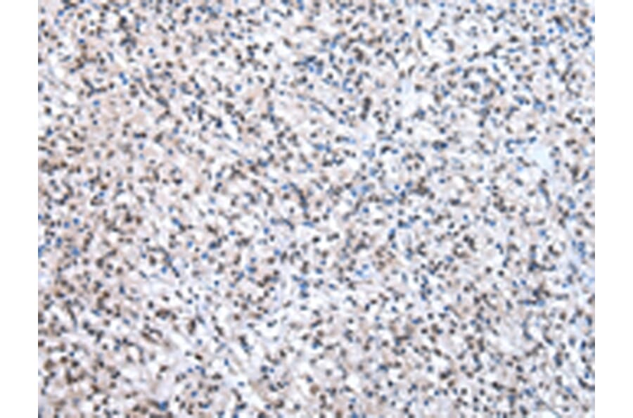 Immunohistochemistry - U2AF2 Antibody from Signalway Antibody (43012) - Antibodies.com